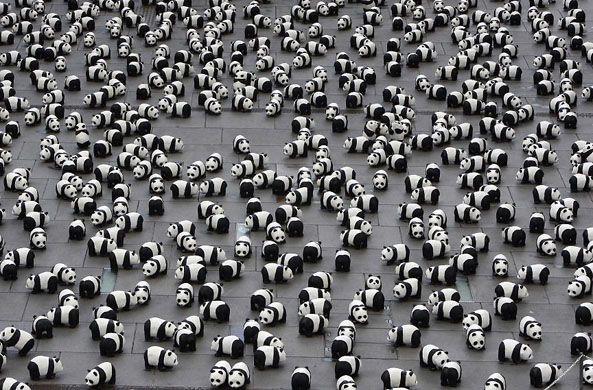 1600_pandas.jpg