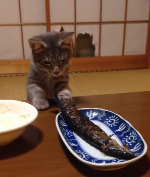 sanma_vs_cat.png