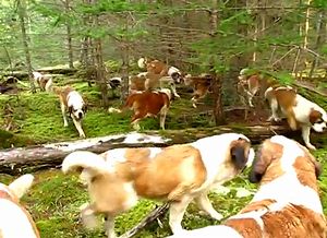 42_Saint_Bernards.jpg