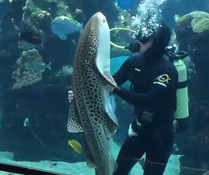 A_Zebra_Shark.jpg