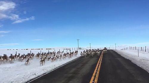 Antelope_running_down_Highway.jpg