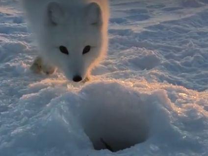 Baby_Arctic_Fox.jpg
