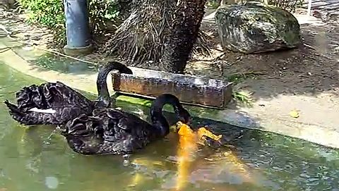 Black_swan_feeding_Koi_fish.jpg