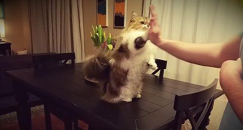 CAT_GIVES_HIGH_FIVES.jpg