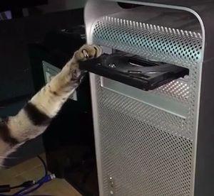Cat_Wont_close_CD_Drive.jpg