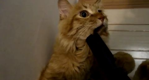 Cat_and_vacuum_cleaner.jpg