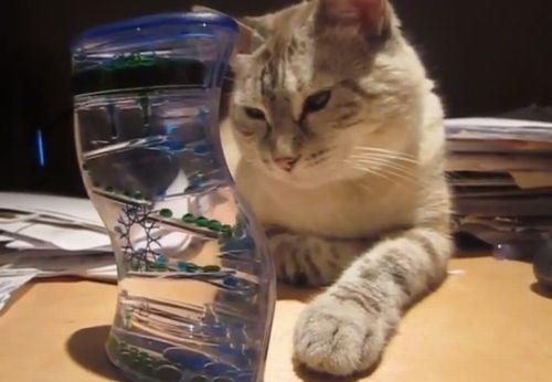 Cat_completely_mesmerized_by_bubble_timer.jpg