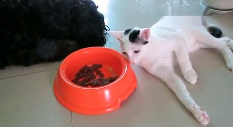 Cat_eating_dog_food.jpg
