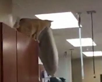 Cat_leaps_off_cabinet.jpg