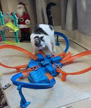 Cat_overwhelmed_by_hot_wheels.jpg