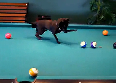 Chihuahua_pool.jpg