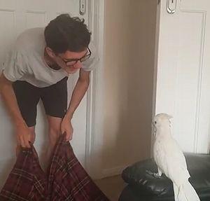 Cockatoo_reaction.jpg