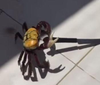 Crab_Carries_Knife.jpg