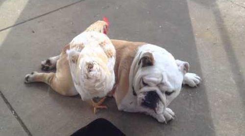 Cute_Bulldog_gets_a_chicken_back-scratch.jpg