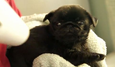 Cute_Pug_Puppy_Blow.jpg