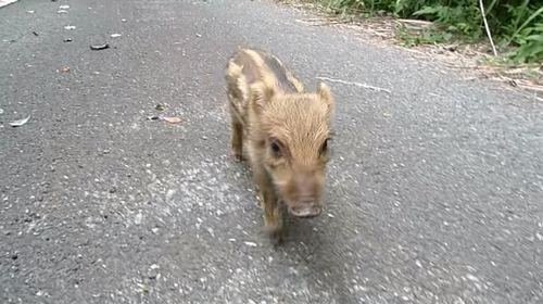 Cute_baby_boar.jpg
