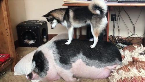DOG_TRIES_TO_WAKE_UP_SLEEPING_PIG.jpg