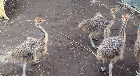 Dancing_baby_ostrich.jpg