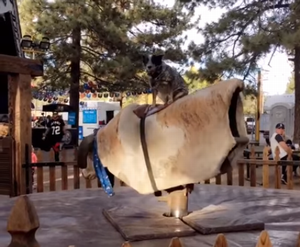Dog_Masters_Mechanical_Bull.png