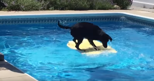 Dog_balances_on_bodyboard.png
