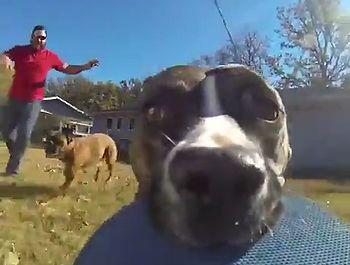 Dog_running_around_with_a_gopro.jpg