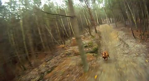 Downhill_Dog.jpg