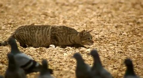 Feral_cat_hunting.jpg