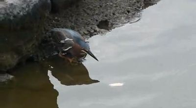 GREEN_HERON_CATCHING_FISH.jpg