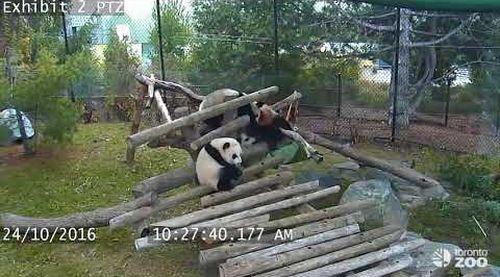 Giant_Panda_Cub_Fall_Compilation.jpg