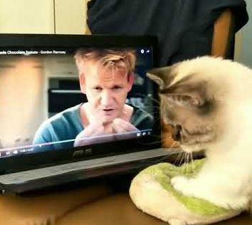 Gordon_Ramsay_Teaches_Cat.jpg