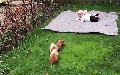 Guinea_Pigs_play_with_baby.jpg