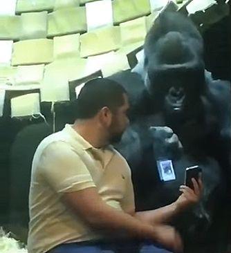 Guy_shows_gorilla_photos_on_his_phone.jpg