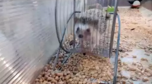 Hedgehog_runs_on_wheel.png