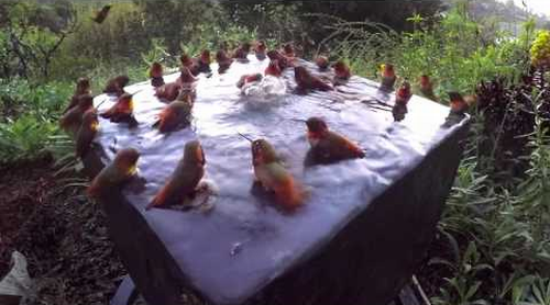 Hummingbird_Pool_Party.png