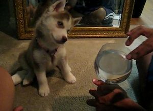 Huskies_and_Wine_Glass.jpg