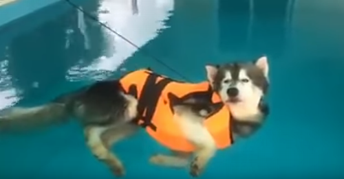 Husky_Relaxing_in_Pool.png