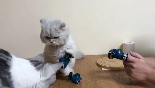 Kitten_Wearing_Tiny_Boxing_Gloves.jpg