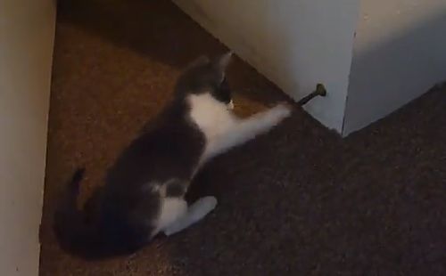 Kittens_vs_Door_Stoppers.jpg