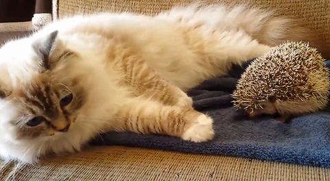 Kitty_sits_on_hedgehog.jpg