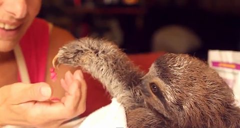 Matty_the_Baby_Sloth.jpg