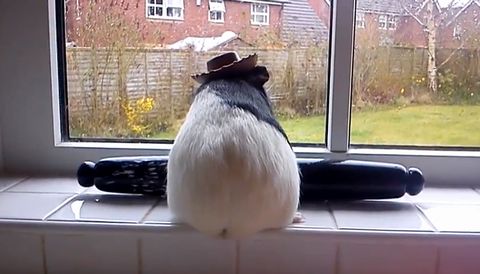 Mr_Guinea_Pig_watching_the_rain.jpg