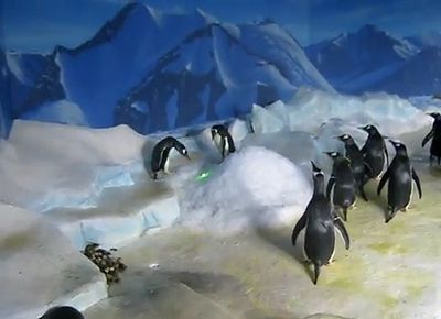 Penguins_laserlight.jpg