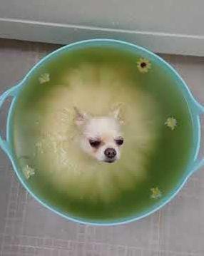 Pomeranian_Relaxes_in_Bath.jpg