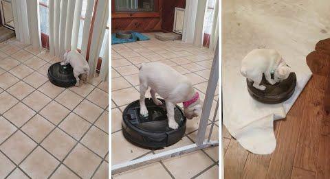 Puppy_Loves_Riding_On_Robot_Vacuumd.jpg