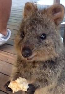 Quokka.jpg