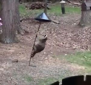 Raccoon_Climbs_Bird_Feeder.jpg