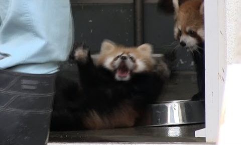 Red_Panda_Baby_surprise.jpg