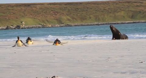 Sea_lion_chasing_King_Penguins.jpg