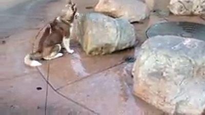 Siberian_Husky_puppy_gets_a_wet_Surprise.jpg
