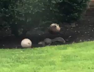 Squirrel_Plays_With_Ball.jpg